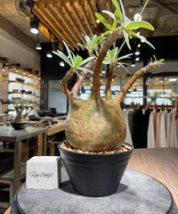 パキポディウム グラキリス　Pachypodium gracilius 　発根済　(gk-575)