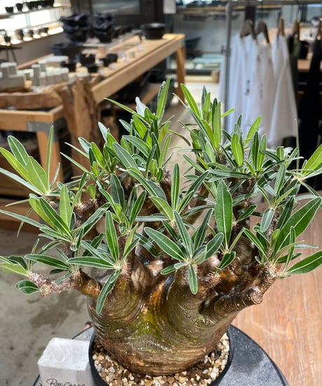 パキポディウム グラキリス　Pachypodium gracilius 　発根済　(gk-589)