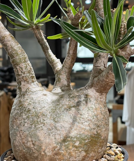 パキポディウム グラキリス　Pachypodium gracilius 　発根済　(gk-605)