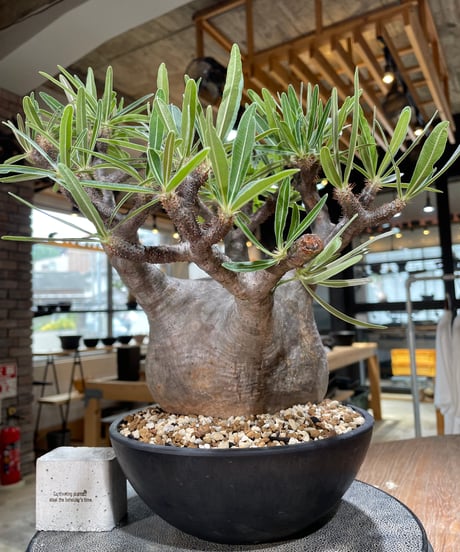 パキポディウム グラキリス　Pachypodium gracilius 　発根済　(gk-594)