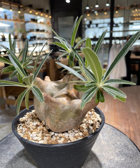 パキポディウム グラキリス 2頭　Pachypodium gracilius 　発根済　(gk-596)