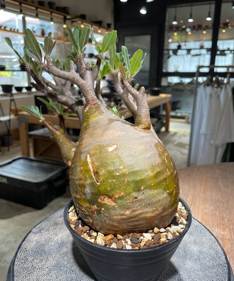 パキポディウム グラキリス　Pachypodium gracilius 　発根済　(gk-584)