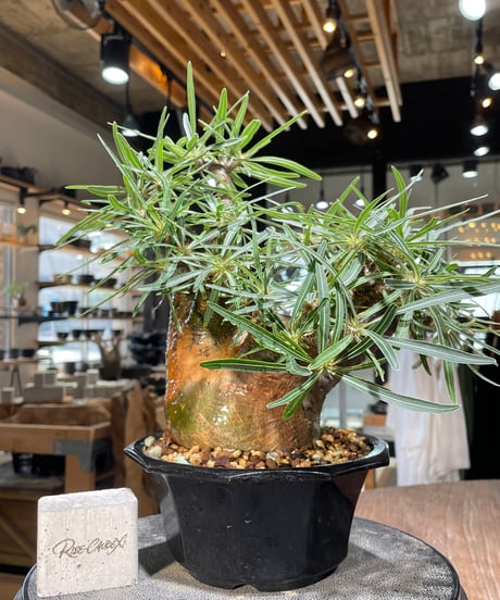パキポディウム グラキリス　Pachypodium gracilius 　発根済　(gk-569)