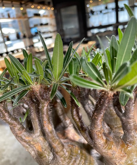 パキポディウム グラキリス　Pachypodium gracilius 　発根済　(gk-589)