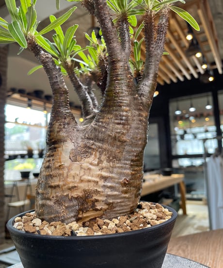 パキポディウム グラキリス　Pachypodium gracilius 　発根済　(gk-581)