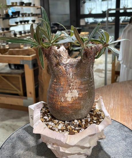 パキポディウム グラキリス　Pachypodium gracilius 　発根済　(gk-604) (鉢：LAVOR Ssize)