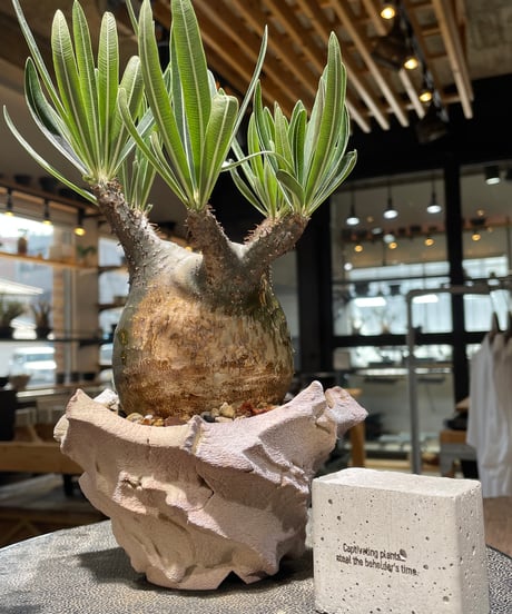パキポディウム グラキリス　Pachypodium gracilius 　発根済　(gk-607) (鉢：LAVOR Ssize)
