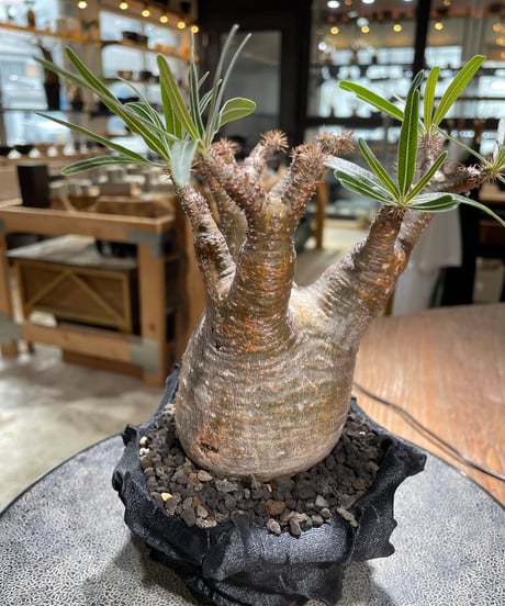 パキポディウム グラキリス　Pachypodium gracilius 　発根済　(gk-601) (鉢：LAVOR XSsize)