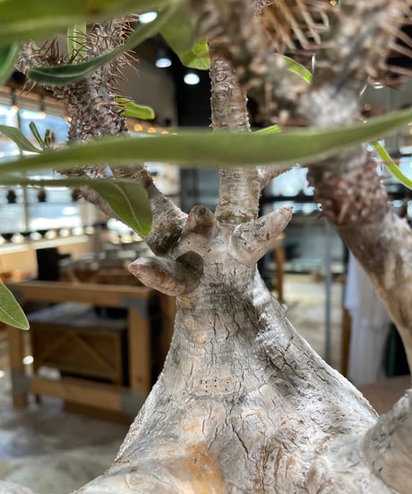 パキポディウム グラキリス　Pachypodium gracilius 　発根済　(gk-595)