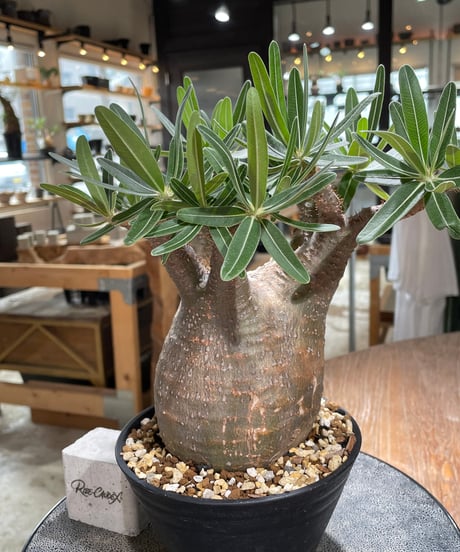 パキポディウム グラキリス　Pachypodium gracilius 　発根済　(gk-606)