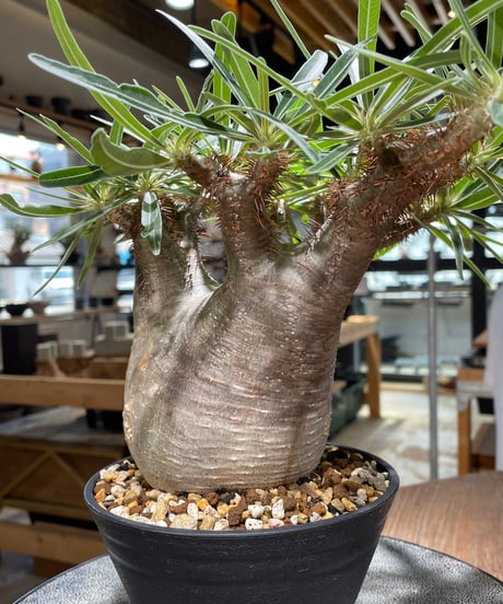 パキポディウム グラキリス　Pachypodium gracilius 　発根済　(gk-568)