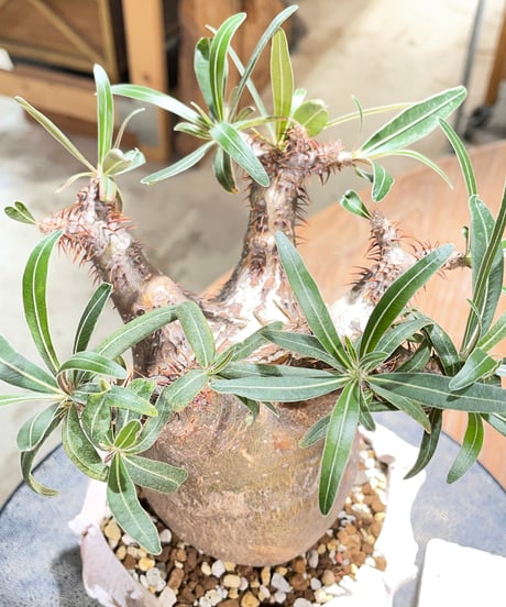 パキポディウム グラキリス　Pachypodium gracilius 　発根済　(gk-604) (鉢：LAVOR Ssize)
