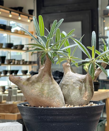 パキポディウム グラキリス 2頭　Pachypodium gracilius 　発根済　(gk-596)