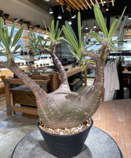 パキポディウム グラキリス　Pachypodium gracilius 　発根済　(gk-598)