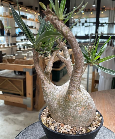 パキポディウム グラキリス　Pachypodium gracilius 　発根済　(gk-605)