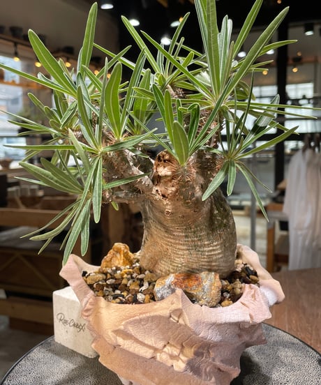 パキポディウム グラキリス　Pachypodium gracilius 　発根済　(gk-577) (鉢：LAVOR SMsize)