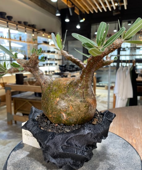 パキポディウム グラキリス　Pachypodium gracilius 　発根済　(gk-599)　(鉢：LAVOR　SMsize)