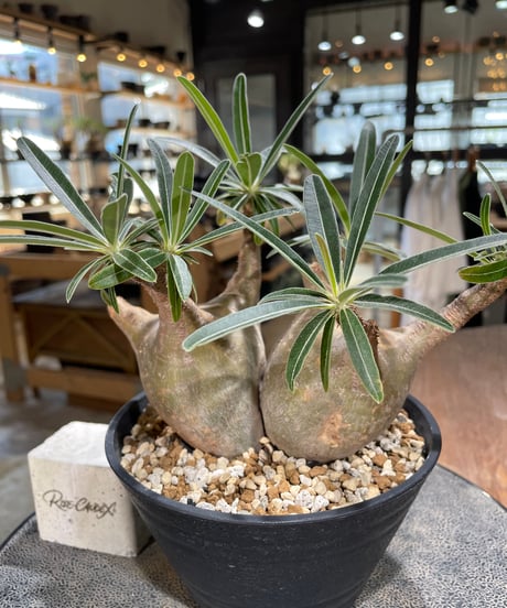 パキポディウム グラキリス 2頭　Pachypodium gracilius 　発根済　(gk-596)