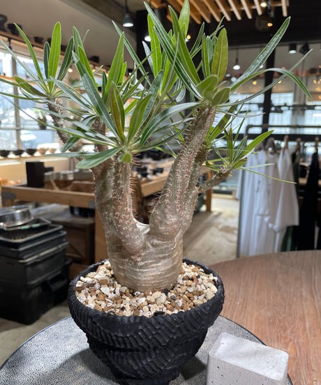 パキポディウム グラキリス　Pachypodium gracilius 　発根済　(gk-585)