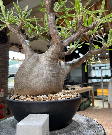 パキポディウム グラキリス　Pachypodium gracilius 　発根済　(gk-594)