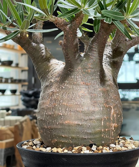 パキポディウム グラキリス　Pachypodium gracilius 　発根済　(gk-606)