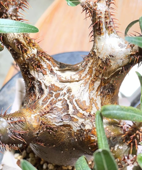 パキポディウム グラキリス　Pachypodium gracilius 　発根済　(gk-604) (鉢：LAVOR Ssize)
