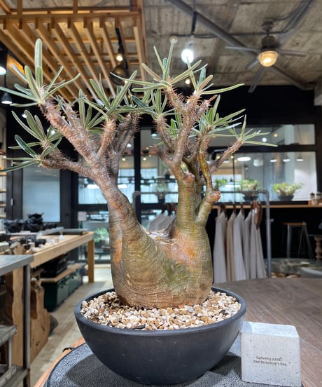 パキポディウム グラキリス　Pachypodium gracilius 　発根済　(gk-576)