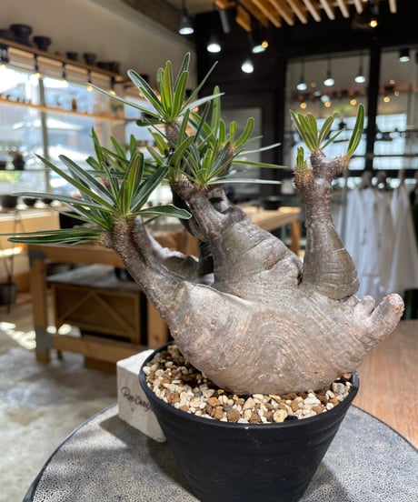 パキポディウム グラキリス　Pachypodium gracilius 　発根済　(gk-587)