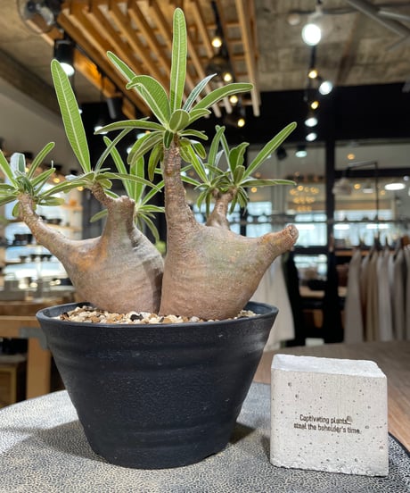パキポディウム グラキリス 2頭　Pachypodium gracilius 　発根済　(gk-596)