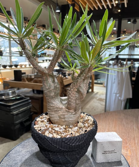 パキポディウム グラキリス　Pachypodium gracilius 　発根済　(gk-585)
