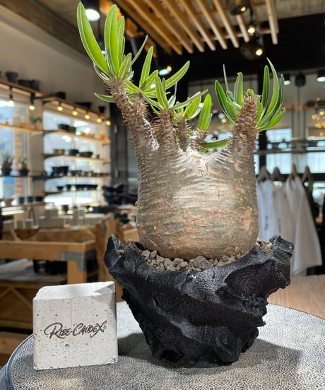 パキポディウム グラキリス　Pachypodium gracilius 　発根済　(gk-590)（鉢:LAVOR Ssize）