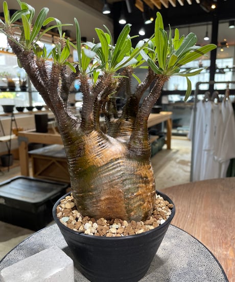 パキポディウム グラキリス　Pachypodium gracilius 　発根済　(gk-581)