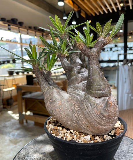 パキポディウム グラキリス　Pachypodium gracilius 　発根済　(gk-587)