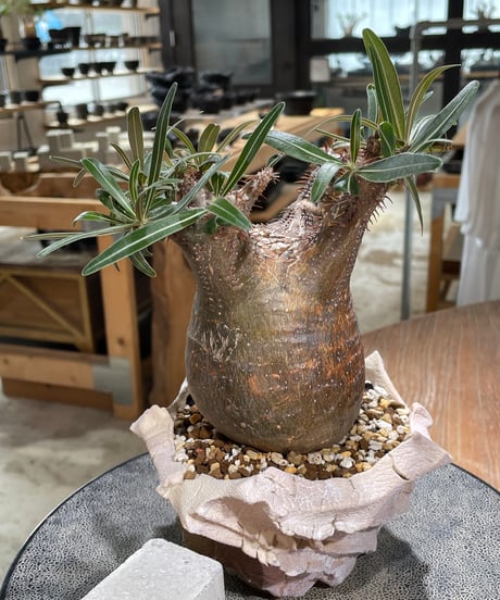 パキポディウム グラキリス　Pachypodium gracilius 　発根済　(gk-604) (鉢：LAVOR Ssize)