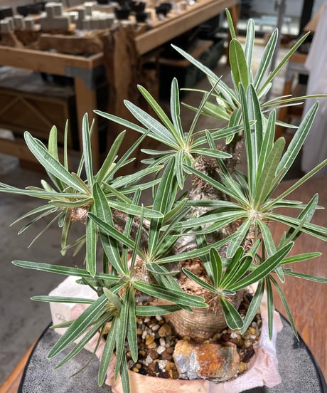 パキポディウム グラキリス　Pachypodium gracilius 　発根済　(gk-577) (鉢：LAVOR SMsize)
