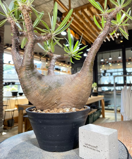 パキポディウム グラキリス　Pachypodium gracilius 　発根済　(gk-598)