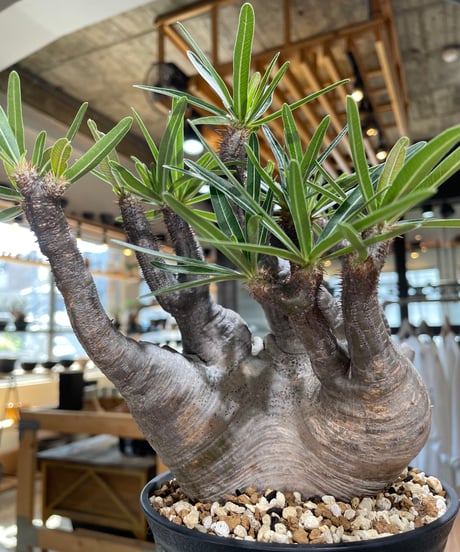 パキポディウム グラキリス　Pachypodium gracilius 　発根済　(gk-587)