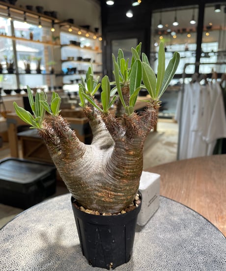 パキポディウム グラキリス　Pachypodium gracilius 　発根済　(gk-579)