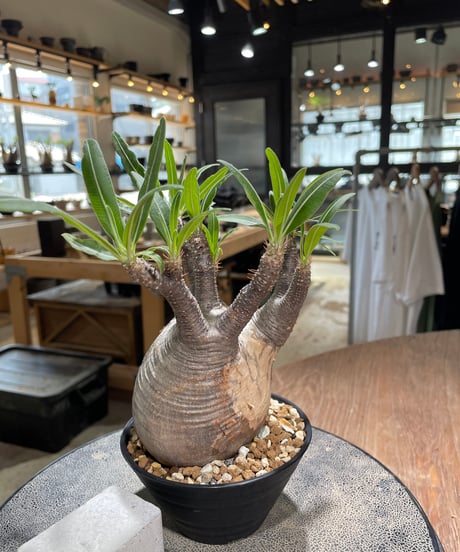 パキポディウム グラキリス　Pachypodium gracilius 　発根済　(gk-580)