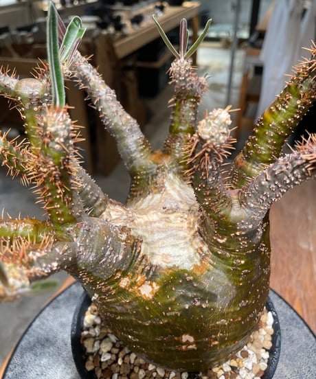 パキポディウム グラキリス　Pachypodium gracilius 　発根済　(gk-608)