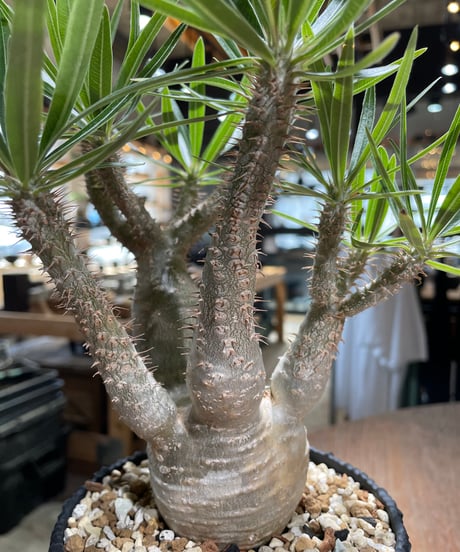 パキポディウム グラキリス　Pachypodium gracilius 　発根済　(gk-585)