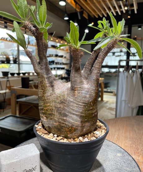 パキポディウム グラキリス　Pachypodium gracilius 　発根済　(gk-582)