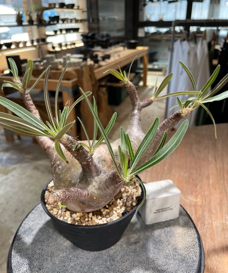 パキポディウム グラキリス　Pachypodium gracilius 　発根済　(gk-588)