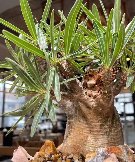 パキポディウム グラキリス　Pachypodium gracilius 　発根済　(gk-577) (鉢：LAVOR SMsize)