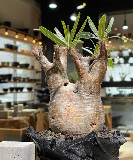 パキポディウム グラキリス　Pachypodium gracilius 　発根済　(gk-601) (鉢：LAVOR XSsize)