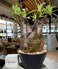 パキポディウム グラキリス　Pachypodium gracilius 　発根済　(gk-582)