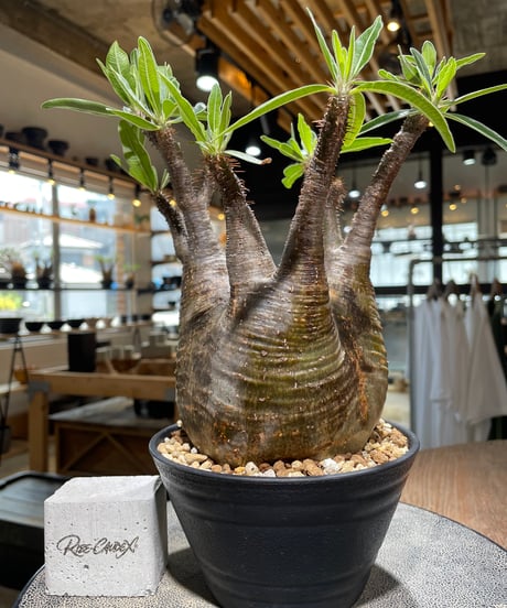 CATEGORY Pachypodium gracilius(パキポディウム グラキリス) |
