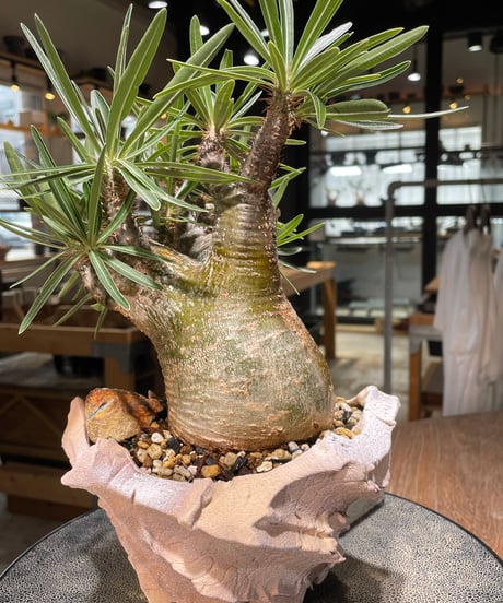 パキポディウム グラキリス　Pachypodium gracilius 　発根済　(gk-577) (鉢：LAVOR SMsize)