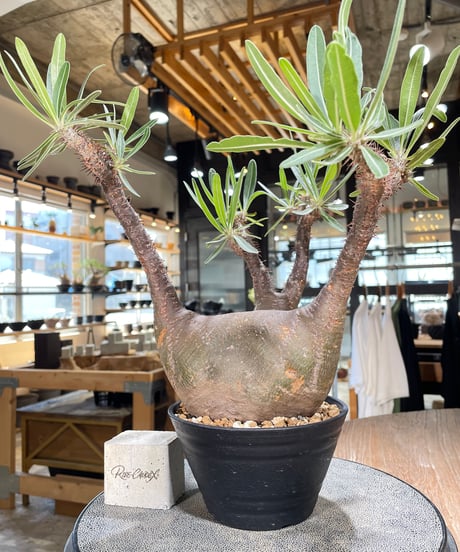 パキポディウム グラキリス　Pachypodium gracilius 　発根済　(gk-598)