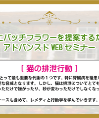 アドバンスドWEBセミナー【猫の排泄行動】
